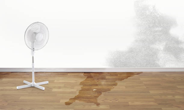 Best Water damage restoration specialists  in Sunset, LA